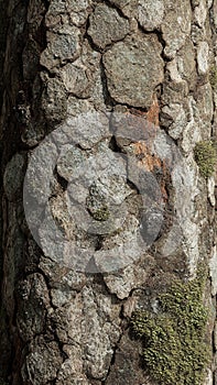Tree Trunk with Moss and Bark Texture