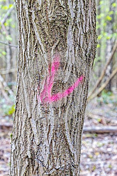 Close-up of tree trunk with pink paint mark, wild vegetation in blurred background