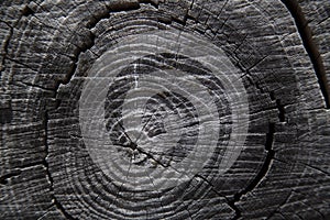 Close up of tree trunk rings