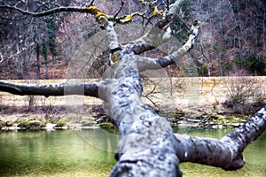 Close up of tree trunk and riverbank