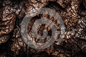 A close up of a tree trunk with the texture of the bark. AI generation