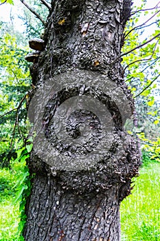 Close up of tree trunk wounds, gnarled tree trunk, gnarly burls on tree