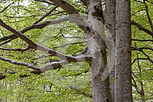 A close-up of tree trunks and branches, showcasing intricate patterns and textures, surrounded by vibrant green leaves