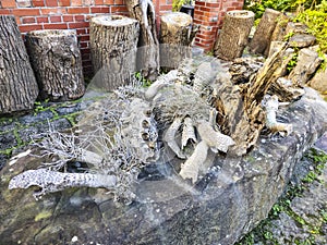 Close-Up of Tree Trunks and Dry Roots