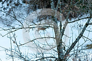 Close up of Tree with tthe Blurred Shape of a Deer in the Snow in Winter photo