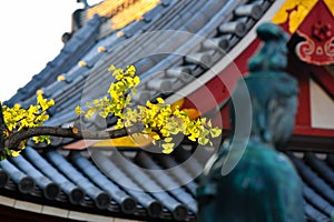 Close-up of a tree twig with the blurred background of Yue Rong Zhuang