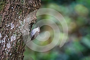 Close up of Treecreeper bird on trunk of old tree