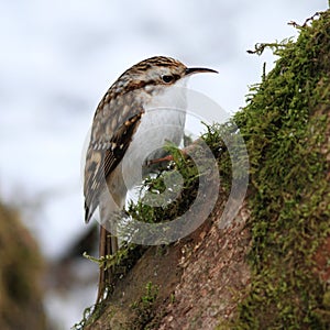 Treecreeper (Certhia familiaris)