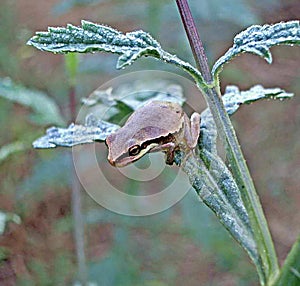 Close up of Treefrog