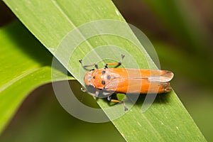 Close-up treehopper or spittlebug on green leaf