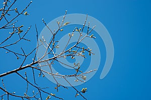 close-up trees buds and branches with blue sky