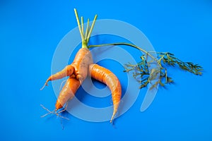 Close up trendy ugly organic carrot with the tops from home garden on on a blue background