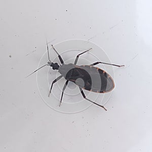 Close up of a triatomine bug on white background