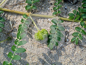 Close up of Tribulus terrestris plant