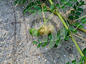 Close up of Tribulus terrestris plant