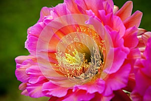 Close Up Trichocereus Bloom Side View