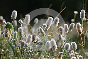 A close up of Trifolium arvense flowers (hare`s-foot clover, rabbitfoot clover) in a meadow in the morning