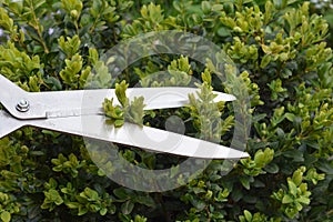 A close-up on trimming, cutting, pruning evergreen boxwood, buxus shrub using hedge shears to create topiary shapes and design