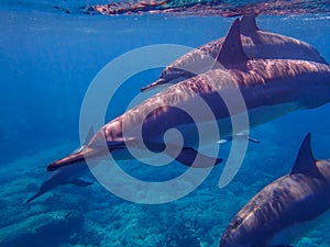 Close Up Trio of Spinner Dolphins Swim Past Camera