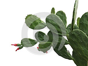 Close up tripical flowers,Opuntia cochenillifera isolated white background. photo