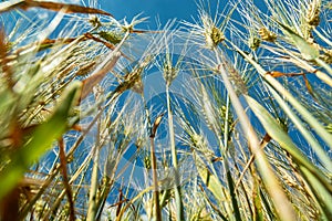 Close-up of triticale grain ears and blue sky