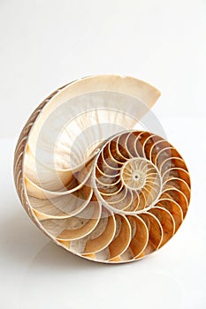 Trochus shell with spiral pattern