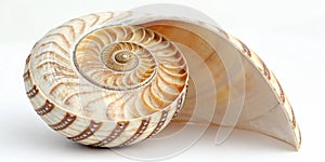 Trochus shell with spiral pattern