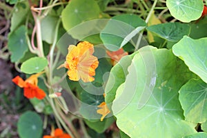 close-up of Tropaeolum majus plant