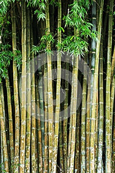 Close up tropic bamboo