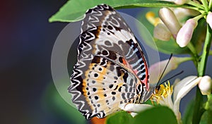 Close-up of a tropical butterfly on a blossom of the lemon tree named Cethosia cyane