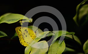 Close-up of a tropical butterfly, Catopsilia pomona, or Lemon Walker, with yellow wings, sitting on a branch with leaves against a