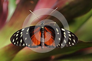 Tropický motýl skok na zelený list 