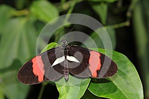 Tropický motýl skok na list 