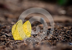 Close up of Tropical butterfly in the rainforest.