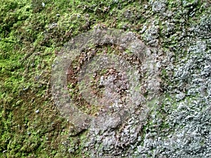 CLOSE UP TROPICAL CORAL ROCK WITH DRY MOSS