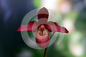 Lady`s slipper orchid flower close-up, orchid species, Cypripedium photo