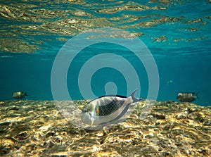 Close up of tropical fish, surgeonfish uderwater