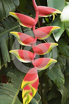 Close-up of tropical flower.