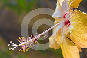 Close up of tropical flower pistil in oaxca mexico