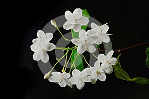 Close up of tropical fragrant flower (Wrightia religiosa Benth)