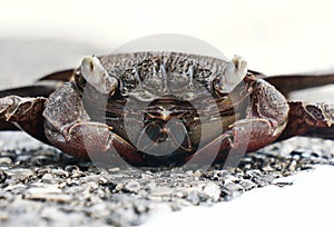 A close-up tropical ghost crab