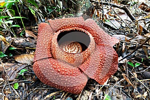 Close up of tropical giant flower Rafflesia keithii also know as corpse flower