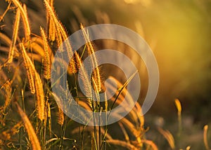 Close up tropical grass flower or setaceum pennisetum fountain grass on sunset.