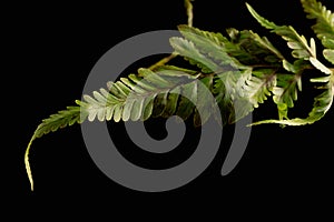 Close up of tropical green fern frond.