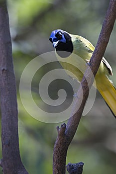 Close up of tropical Green Jay in Texas