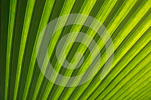 Close up of Tropical Green Leave Texture