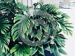 Close-up tropical green leaves in a business building