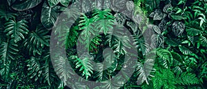 Close up tropical Green leaves texture and abstract background., Nature concept., dark tone.