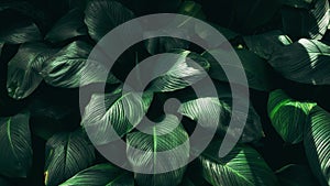 Close up tropical Green leaves texture and abstract background., Nature concept., dark tone.