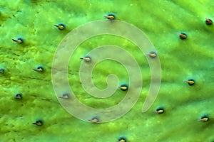 Close-up Tropical Green Plant Opuntia Cactus frolar background